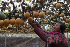 <b>农民发家致富的“金钥匙” 安徽瓜蒌落襄阳</b>