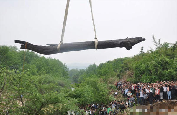 江西现“千年神木” 当地政府日夜守护