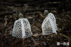 广东韶关特产：丹霞竹荪