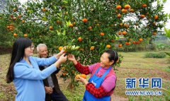<b>没落柑橘园“大换血” 重庆大足柑橘之乡涅槃重生</b>