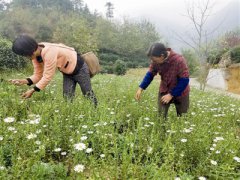 浙江淳安县：“农村电商”扶贫 凋零的菊花变“致富之花”
