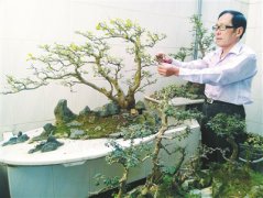 蝶岛“花博士”沈福加 老当益壮制作独具海岛特色盆景