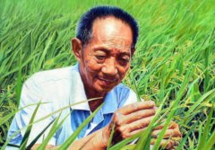 <b>“杂交水稻之父”袁隆平的故事 解读袁隆平的成功史</b>