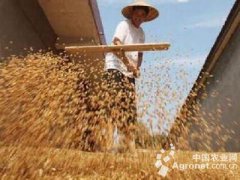 河南：小麦供给侧改革的“广源模式”