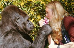 外媒：与训练员相处40年 大猩猩会数千个单词