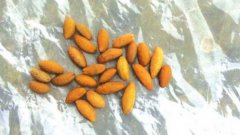 贵阳村民：一只羊养了13年杀掉 意外获得“羊黄”