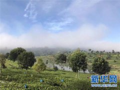 云南普洱：以“绿色化”引领高原特色农业发展