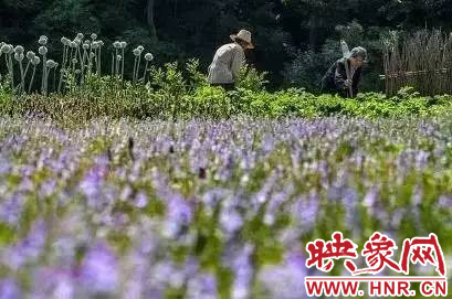 “确山夏枯草”喜获国家地理标志产品保护