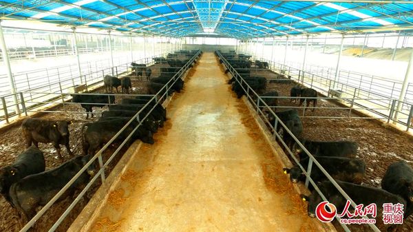 恒都肉牛养殖基地牛舍内部环境。
