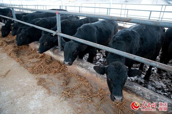 恒都肉牛养殖基地内饲养的进口肉牛。