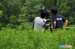 “神仙草”：四川古蔺赶黄草的前世今生