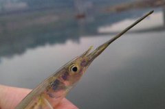 杭州严子陵钓台神秘“长嘴剑客” 它们是谁？ 来自何方？