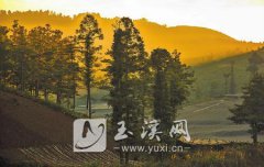 云南红塔区：高鲁山的“仙人脚”