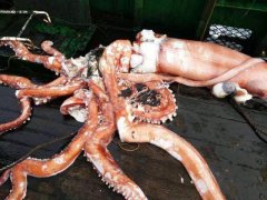 浙江渔船在太平洋钓上258斤鱿鱼王 须长达20米