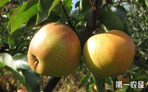 黑龙江牡丹江特产：东宁苹果梨
