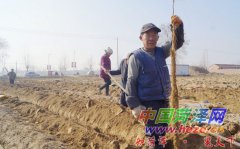 山东省菏泽市：“陈集山药”丰收