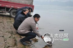 四川泸县开展年度珍稀鱼类增殖放流活动 放流6.5万尾鱼苗