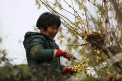 重庆北碚静观第十四届腊梅文化节暨第二届乡村旅游季正式开幕