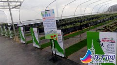 杭州：金山草莓厉害了 有桃香有椰香还有苹果味
