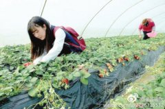 甘肃陇南成县：草莓“抢鲜”上市 网络大V纷纷助力