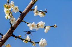 2017广州萝岗香雪文化旅游节美图秀秀