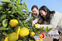 江西会昌桔柚获评国家地理标志保护产品