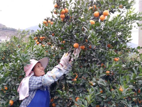 丰收喜悦