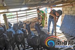 海南昌江村民身残志不残 不“等靠要”勤养殖种植致富