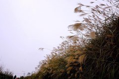 重庆：珞璜美丽后花园同福村 乡村旅游即将起航