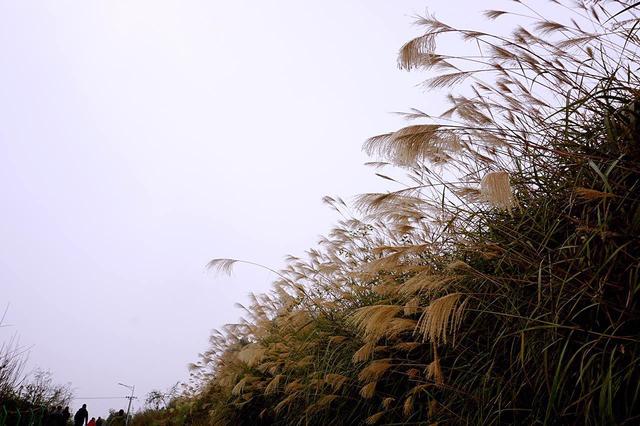 珞璜美丽后花园同福村 乡村旅游即将起航