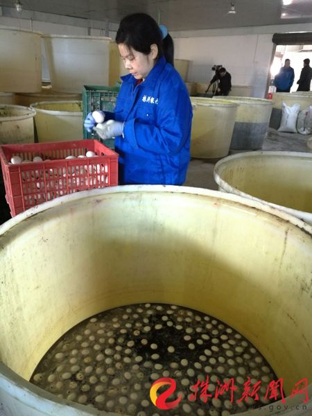 工作人员腌制鸭蛋 (2)