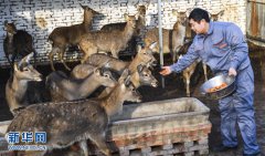 河北枣强：脱贫有“鹿” 致富有方