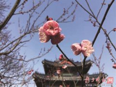 南京东郊：“双梅斗艳”