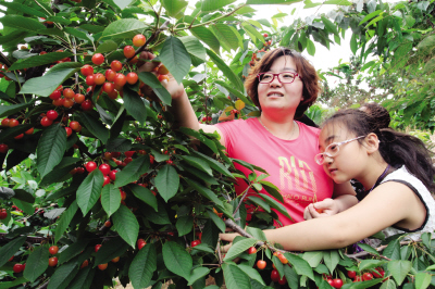一到樱桃成熟的季节,不少人都来园里采摘。(资料照片) 一到樱桃成熟的季节,不少人都来园里采摘。(资料照片)