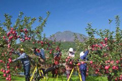 陕西洛川县：小苹果成就脱贫致富大产业