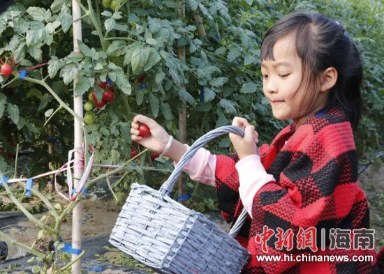 小美女采摘圣女果。