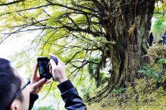 四川泸州叙永2200岁银杏古树醉游人