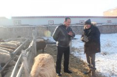 四师七十八团六连2430头扶贫羊进入产羔季