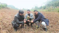 四川乐山市中区：打造心中的“牡丹园”