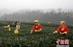 四川泸州纳溪：特早新茶“第一芽”开采