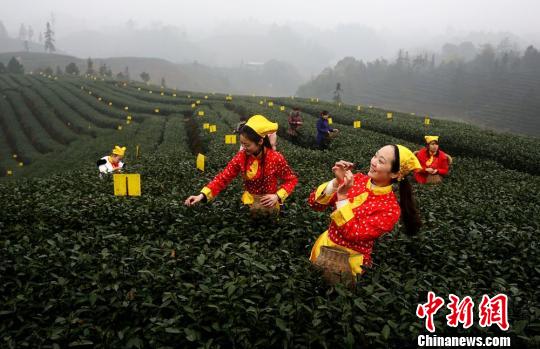 茶叶开采季节，为了抢采“第一芽”，茶农会动员家人亲友帮忙。　杨涛　摄