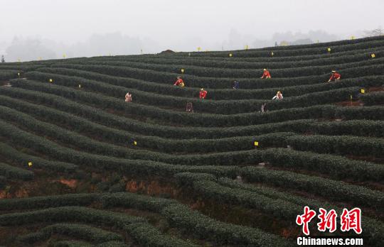 泸州市纳溪区护国镇梅岭村的茶农采摘今春“第一芽”新茶。　杨涛　摄
