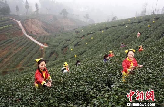 采摘“第一芽”的工作量并不大，采摘的工人会在茶山对歌助兴。　杨涛　摄