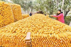 中央一号文件聚焦农业供给侧 发展特色产业 减少玉米种植