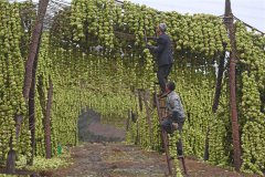 <b>重庆：小菜头大产业 助推村民增收致富</b>