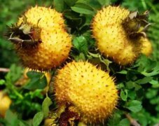 想不到：谁是水果中的维C之王？