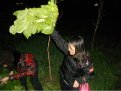 元宵节习俗“偷青” 菜农称很受伤