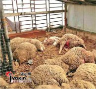 新疆拜城县一雪豹咬死36只羊 吃太饱被困羊圈