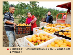 四川华蓥：红红的血橙火火的光景