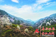 安徽金寨县：望春谷玉兰花海旅游节将启动 万亩野生玉兰花等客来